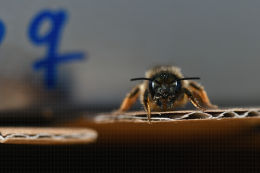 Osmia bicornis, insecte pollinisateur femelle, dans son abri